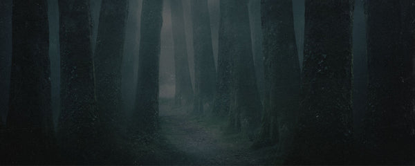 Dark forest with tall trees and a foggy atmosphere